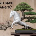 Khám Phá Cây Cảnh Bạch Mã Hoàng Tử