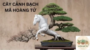 Khám Phá Cây Cảnh Bạch Mã Hoàng Tử