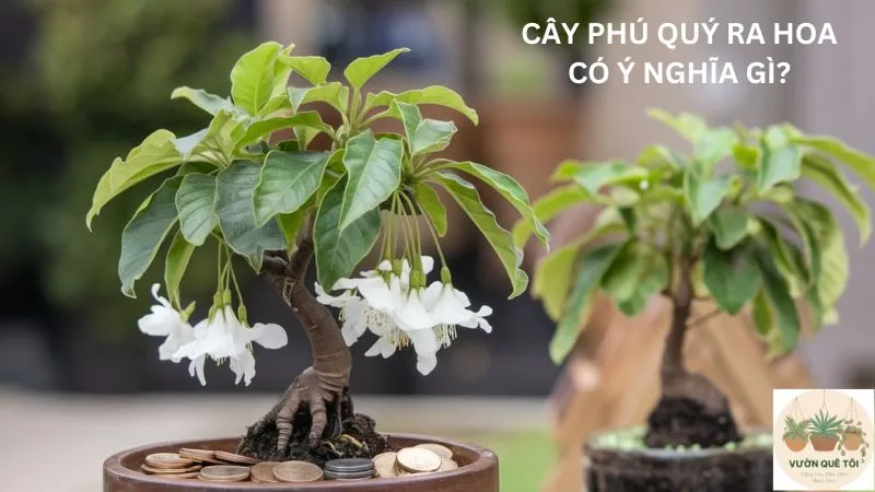 Cây Phú Quý Ra Hoa Có Ý Nghĩa Gì?