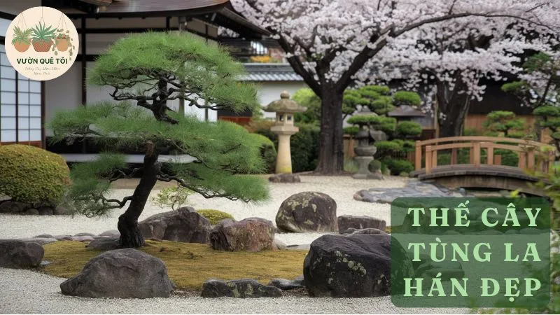 Thế Cây Tùng La Hán Đẹp – Nghệ Thuật Bonsai Đỉnh Cao